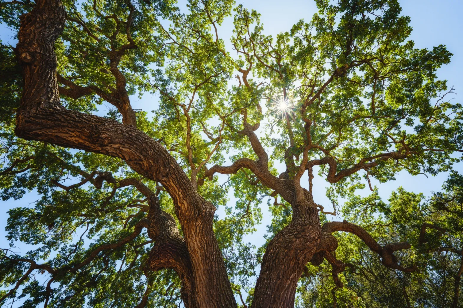 Coastal Live Oak – Central Coast California