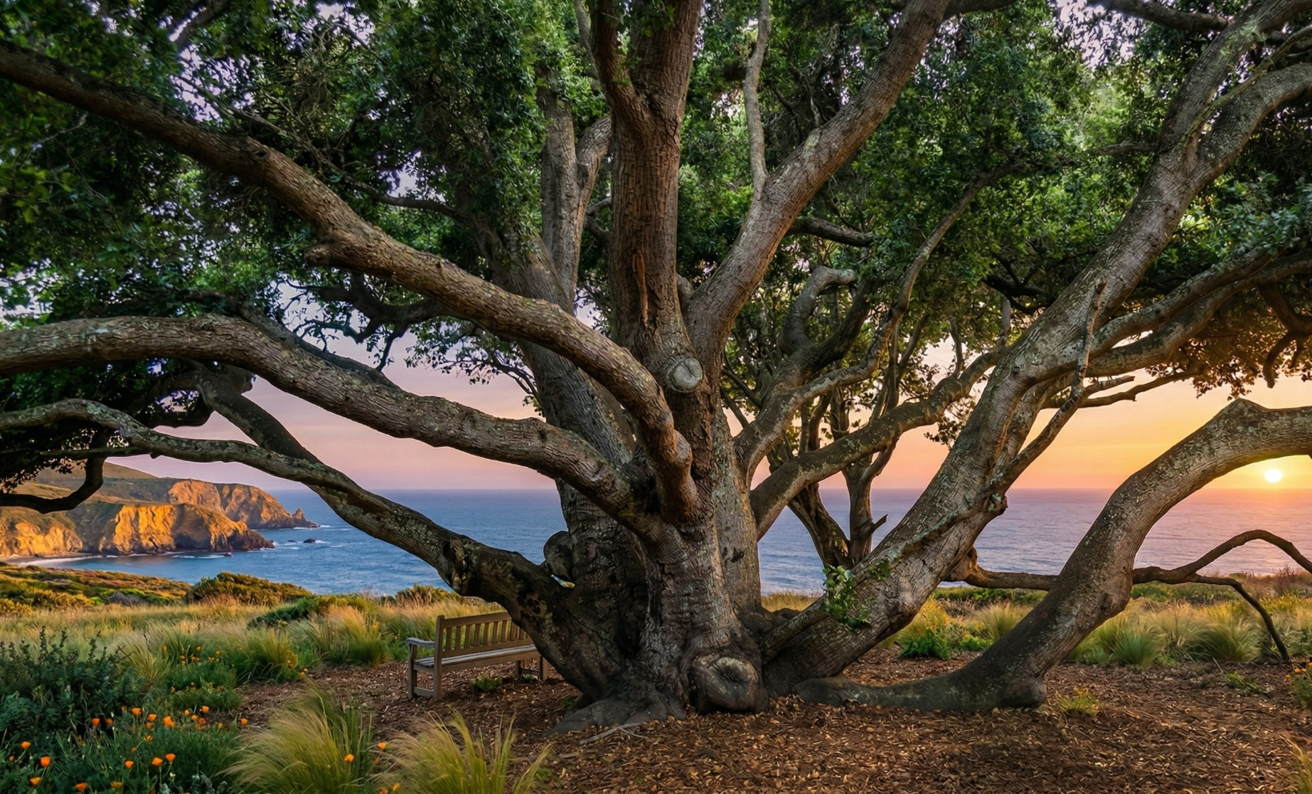 Mature coastal oak tree along the Central Coast of California